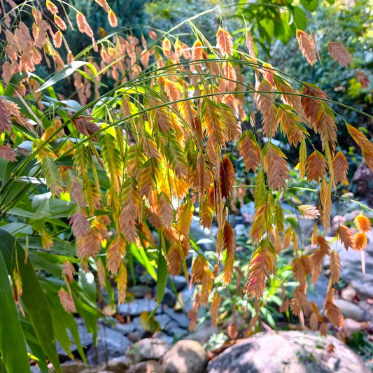 Inland Sea Oats - Chasmanthium latifolium