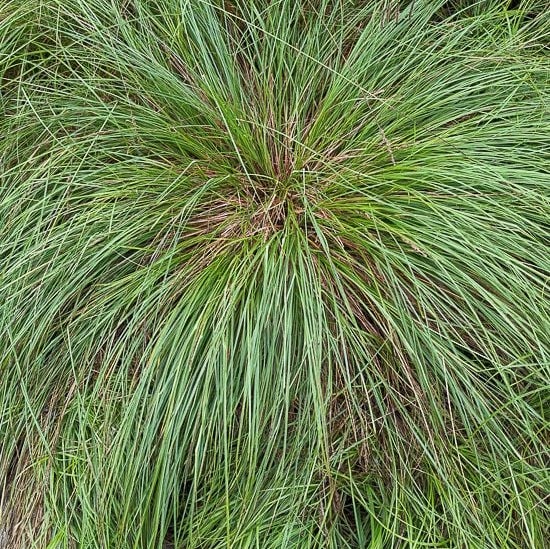 Short-Headed Bracted/Oval-Headed Sedge - Carex cephalophora