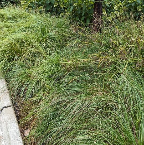 Short-Headed Bracted/Oval-Headed Sedge - Carex cephalophora
