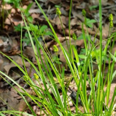Short-Headed Bracted/Oval-Headed Sedge - Carex cephalophora