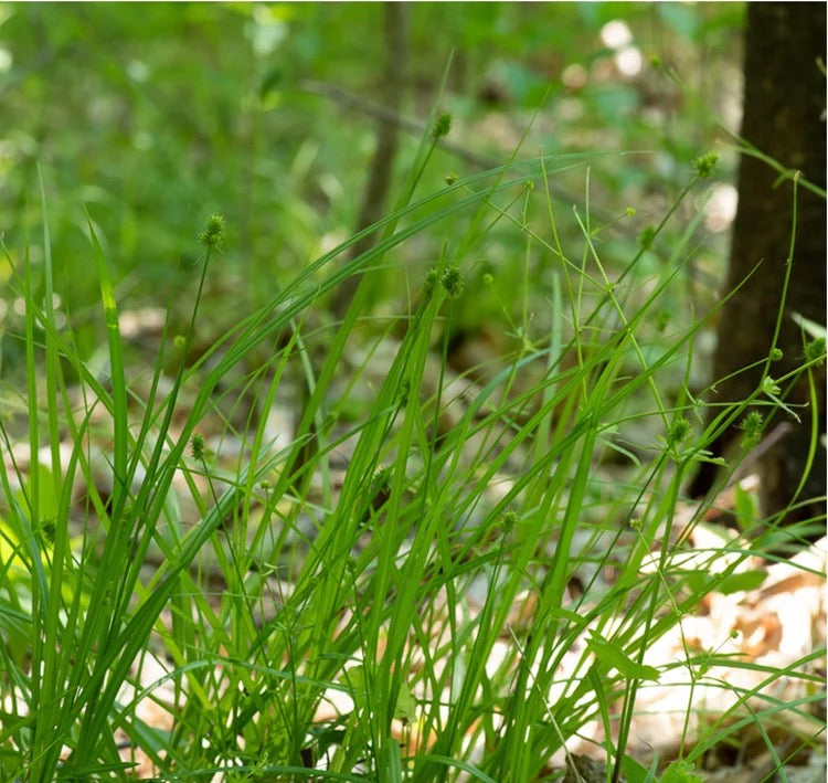 Short-Headed Bracted/Oval-Headed Sedge - Carex cephalophora