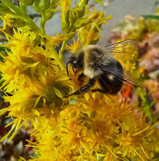 Showy Goldenrod - Solidago speciosa