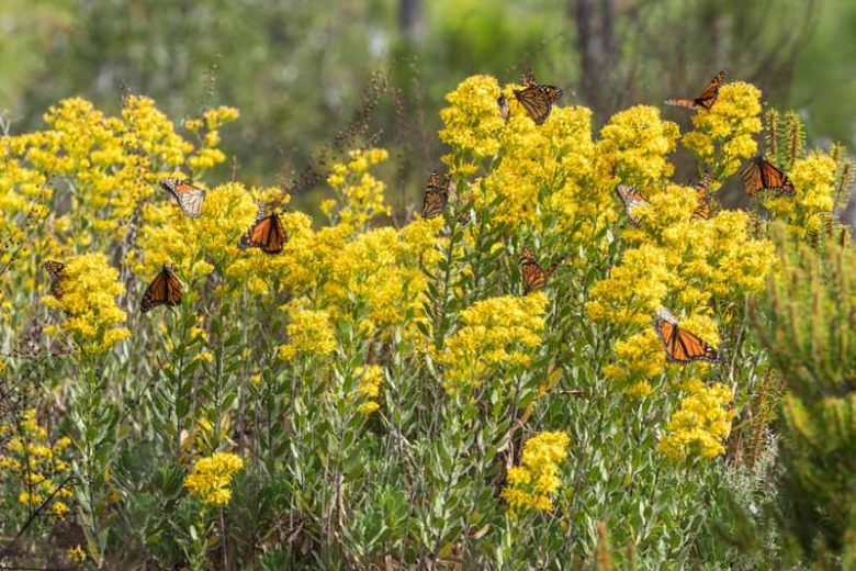 Showy Goldenrod - Solidago speciosa