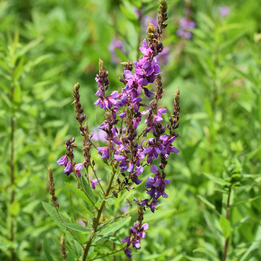 Showy Tick Trefoil - Desmodium canadense