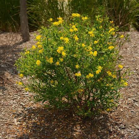 Shrubby St. Johns Wort - Hypericum prolificum