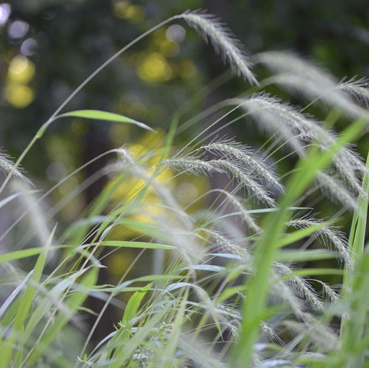 Silky Wild Rye Grass - Elymus villosus