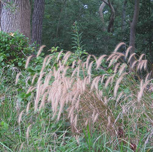 Silky Wild Rye Grass - Elymus villosus
