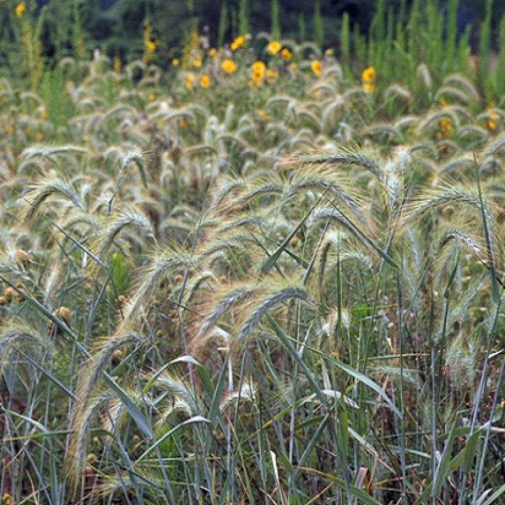 Silky Wild Rye Grass - Elymus villosus
