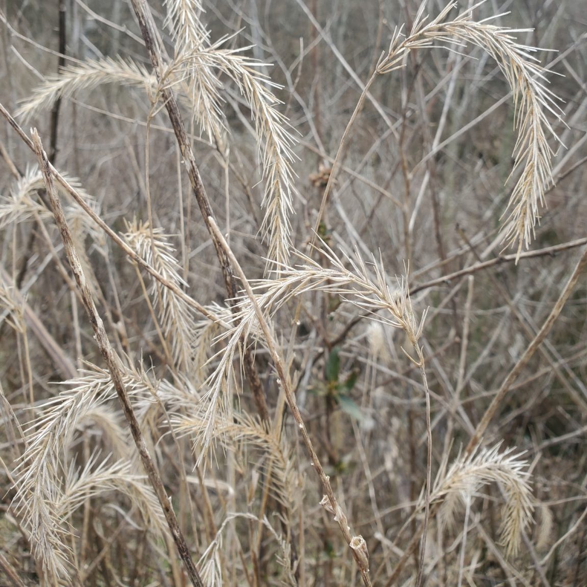Silky Wild Rye Grass - Elymus villosus