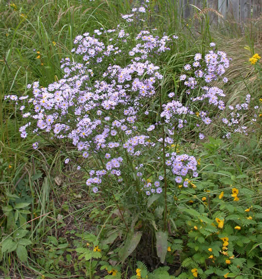 Sky Blue Aster - Symphyotrichum oolentangiense