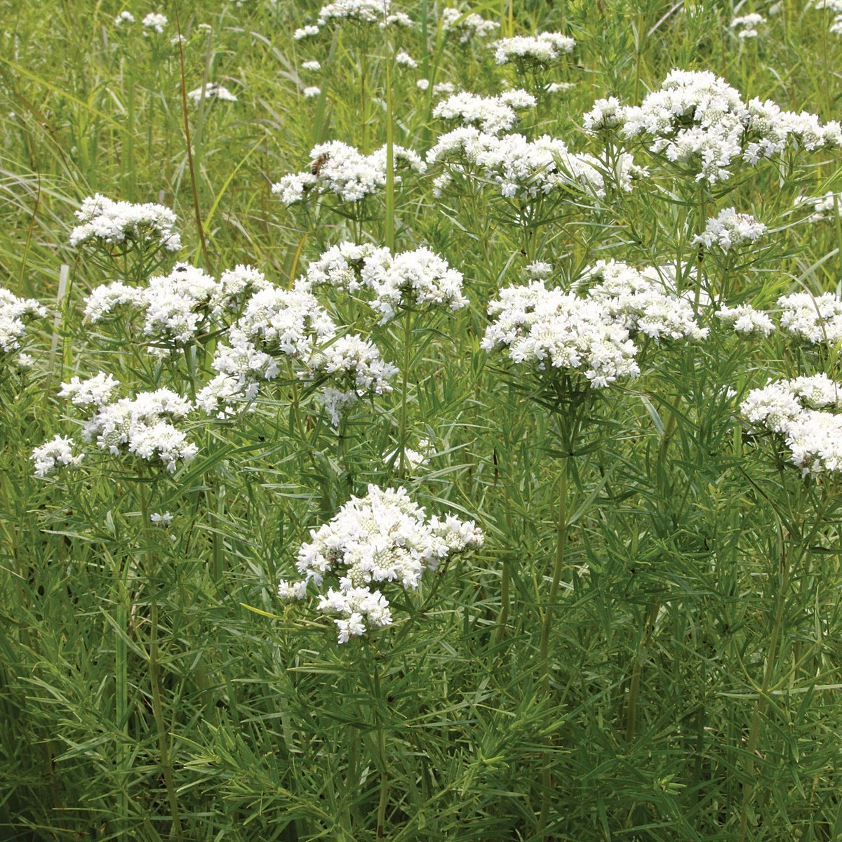 Slender / Narrow-Leaved Mountain Mint - Pycnanthemum tenuifolium