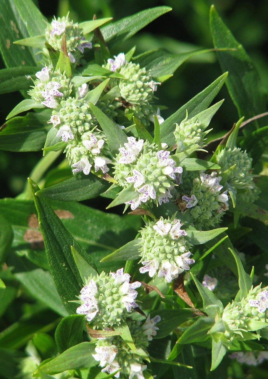 Slender / Narrow-Leaved Mountain Mint - Pycnanthemum tenuifolium
