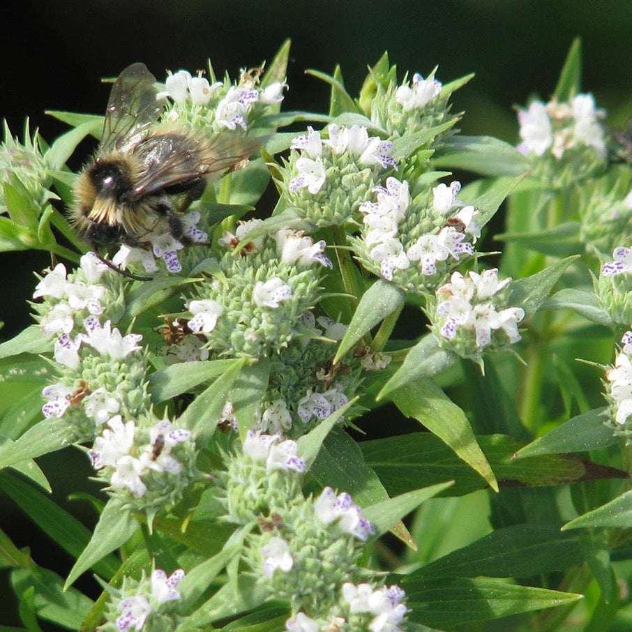 Slender / Narrow-Leaved Mountain Mint - Pycnanthemum tenuifolium