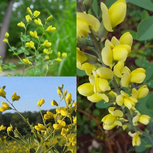Small Yellow False Indigo - Baptisia tinctoria