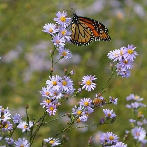 Smooth Blue Aster - Symphyotrichum laeve