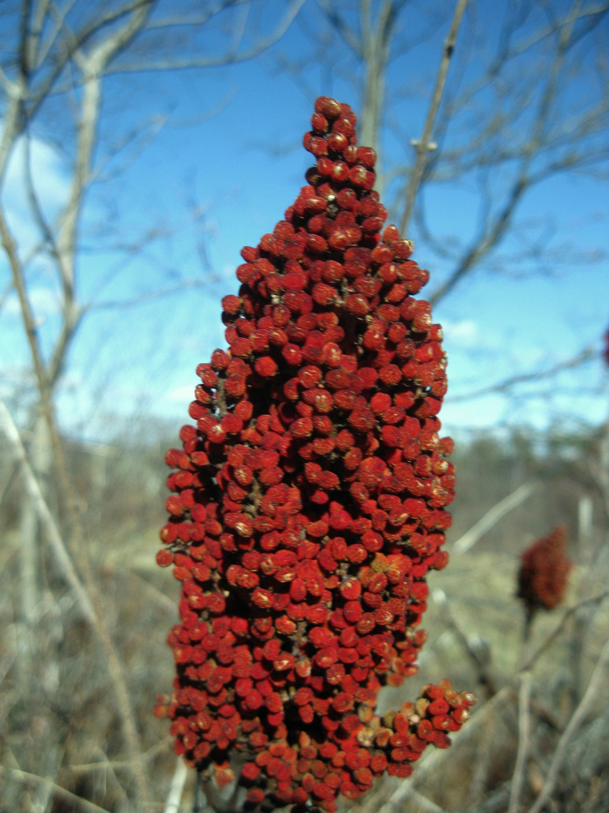 Smooth Sumac - Rhus glabra