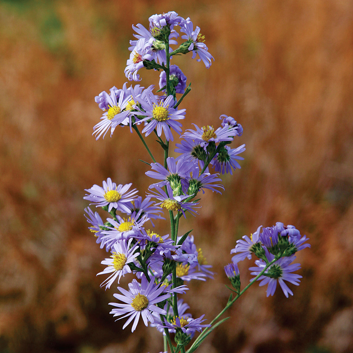 Smooth Blue Aster - Symphyotrichum laeve