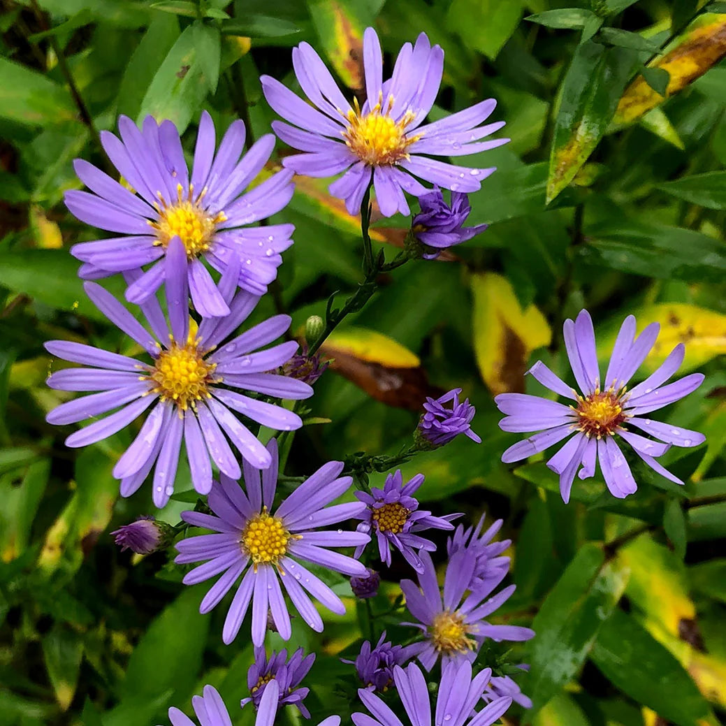 Smooth Blue Aster - Symphyotrichum laeve