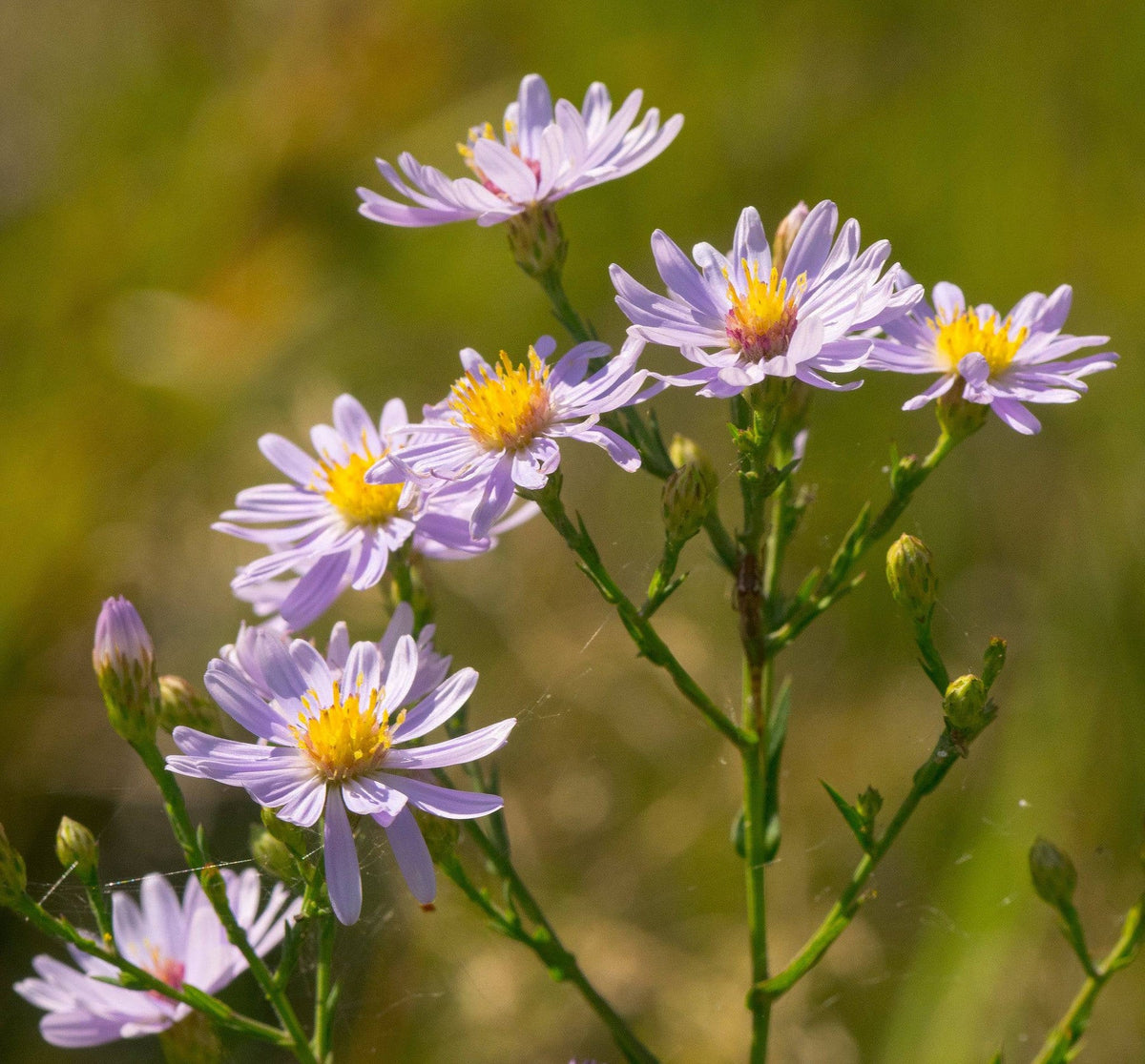 Smooth Blue Aster - Symphyotrichum laeve