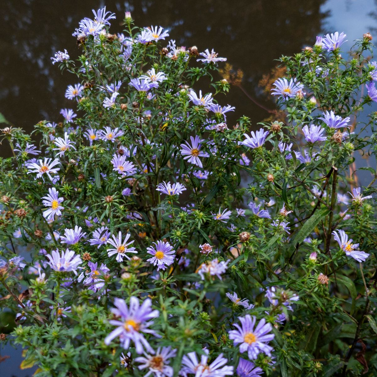 Smooth Blue Aster - Symphyotrichum laeve