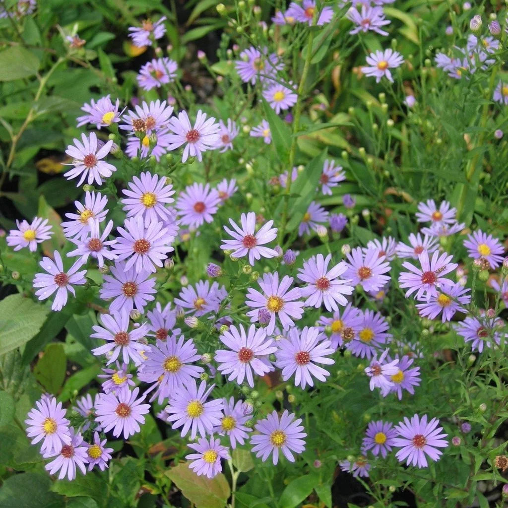 Smooth Blue Aster - Symphyotrichum laeve