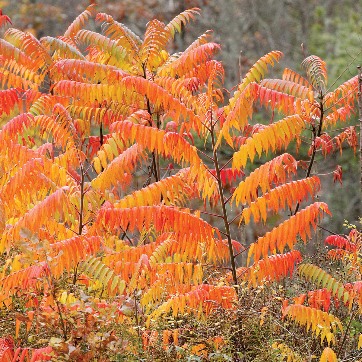 Smooth Sumac - Rhus glabra