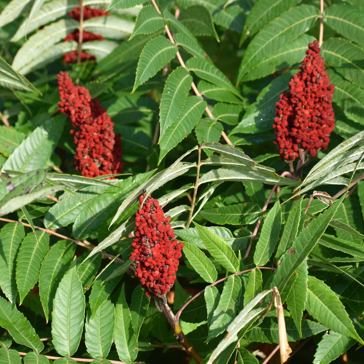 Smooth Sumac - Rhus glabra