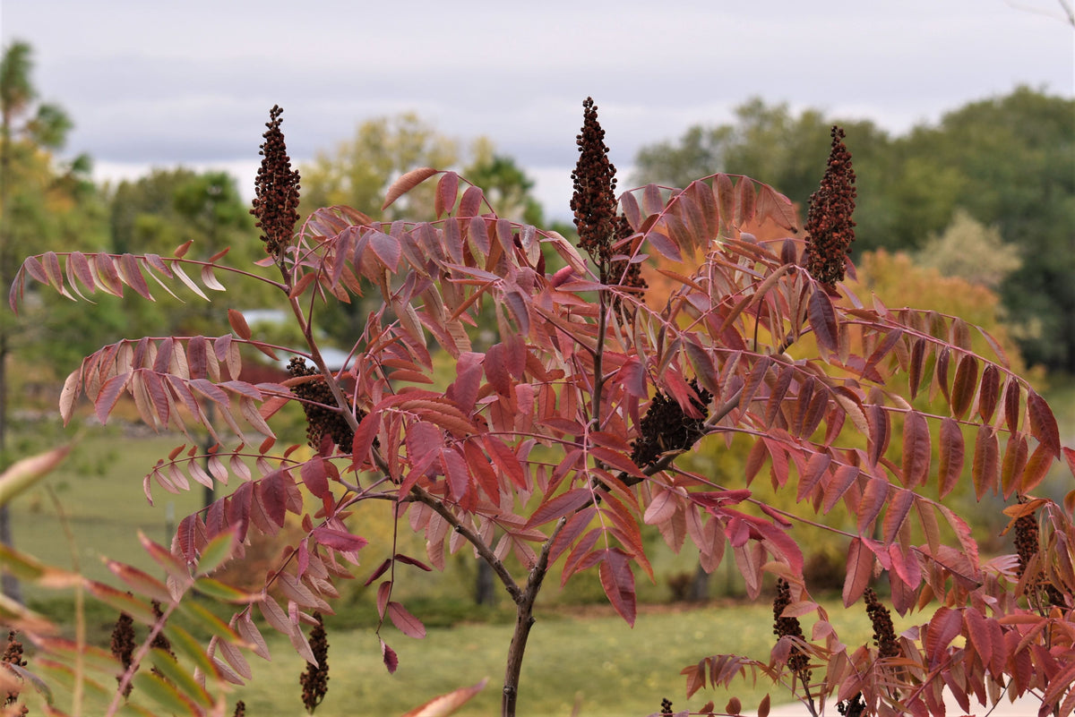 Smooth Sumac - Rhus glabra