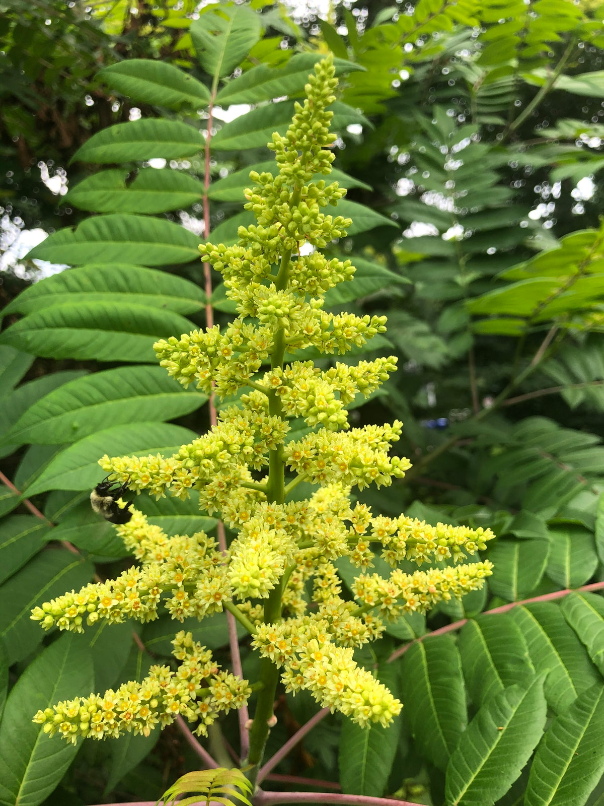 Smooth Sumac - Rhus glabra