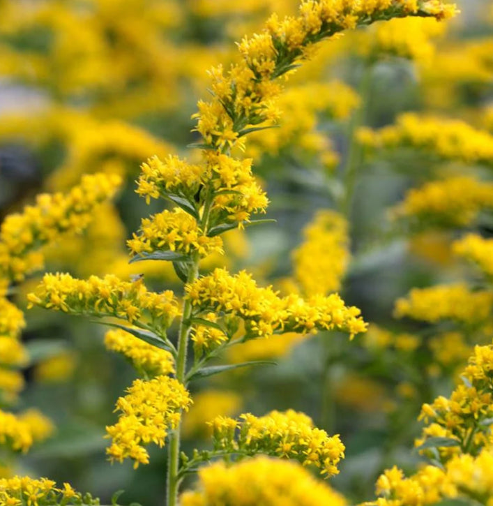 Rough "Fireworks" Goldenrod - Solidago rugosa 'Fireworks'