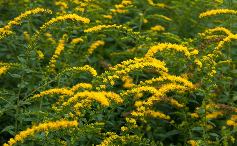 Rough "Fireworks" Goldenrod - Solidago rugosa 'Fireworks'