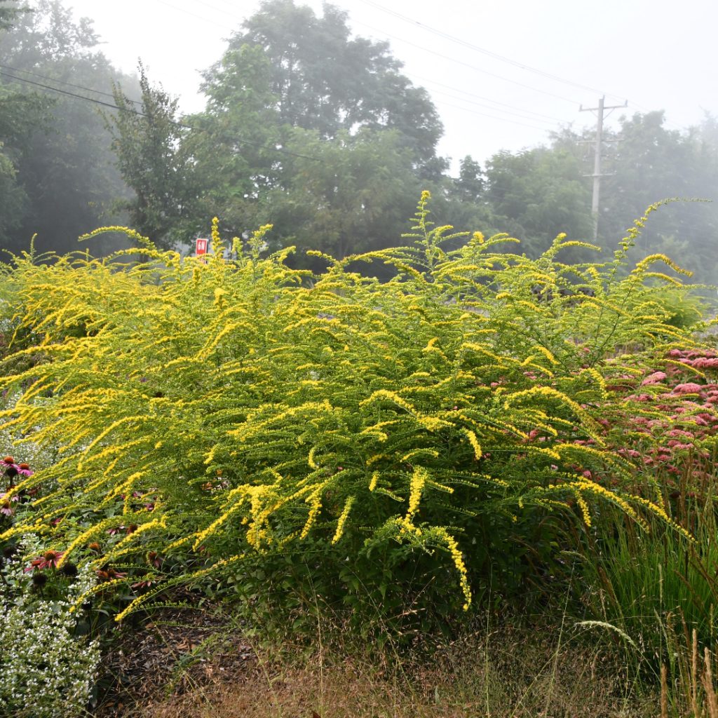 Rough "Fireworks" Goldenrod - Solidago rugosa 'Fireworks'