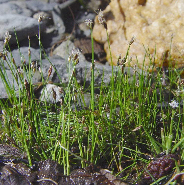 Spike Rush - Eleocharis acicularis