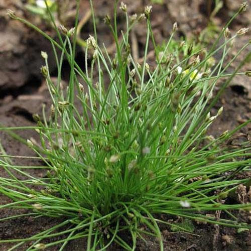 Spike Rush - Eleocharis acicularis