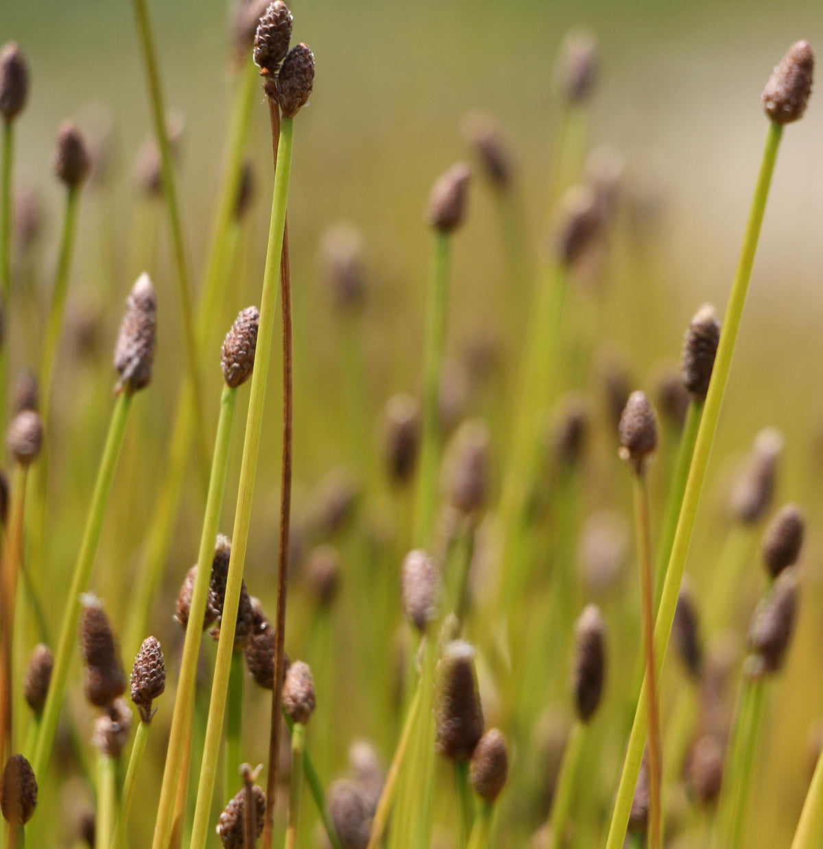Spike Rush - Eleocharis acicularis