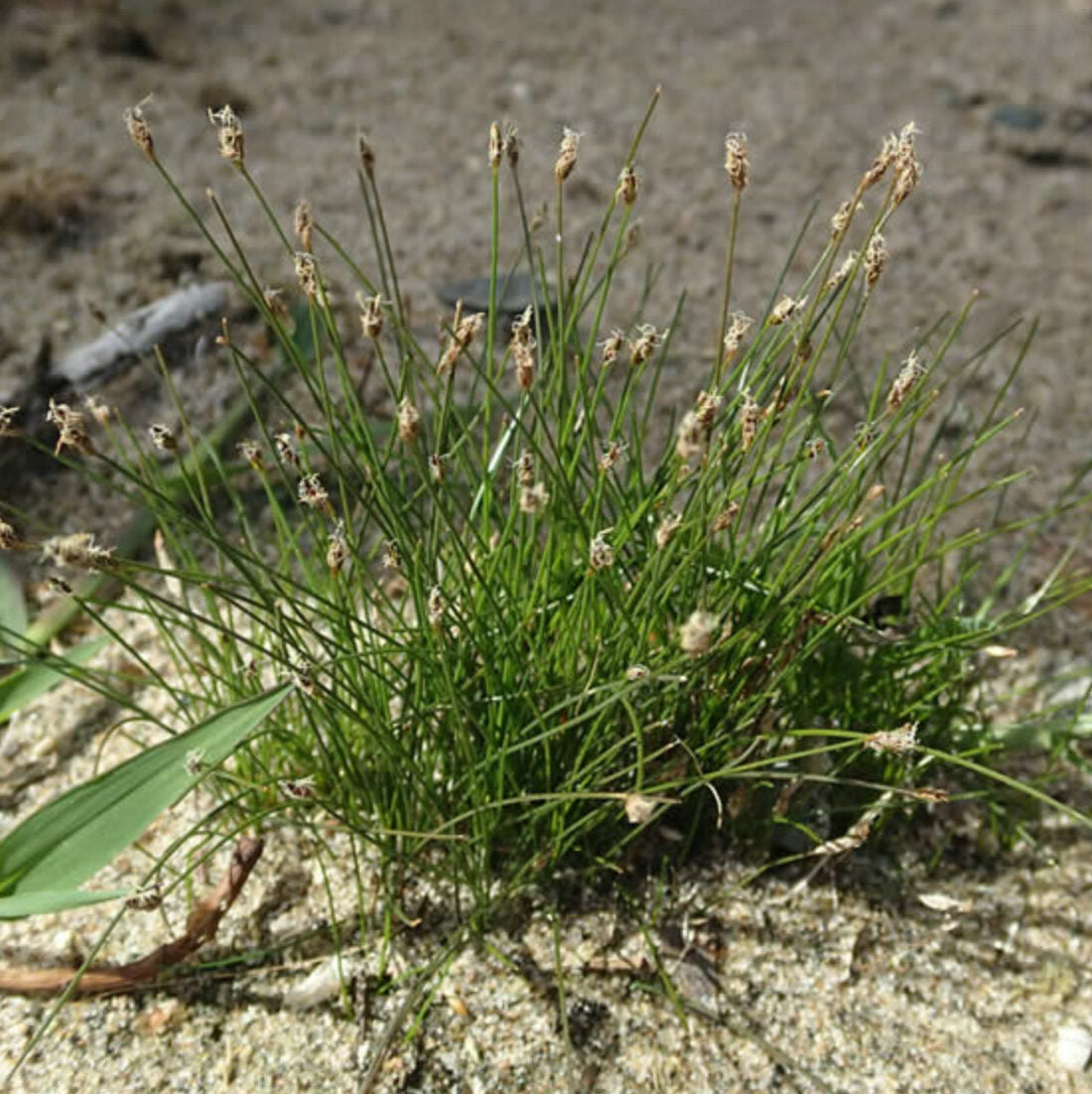 Spike Rush - Eleocharis acicularis