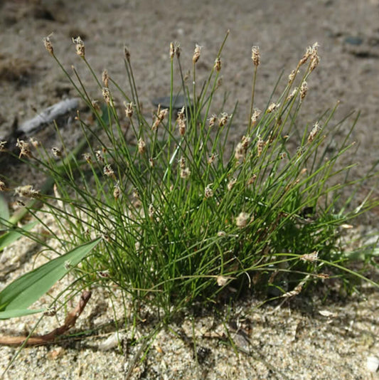 Spike Rush - Eleocharis acicularis