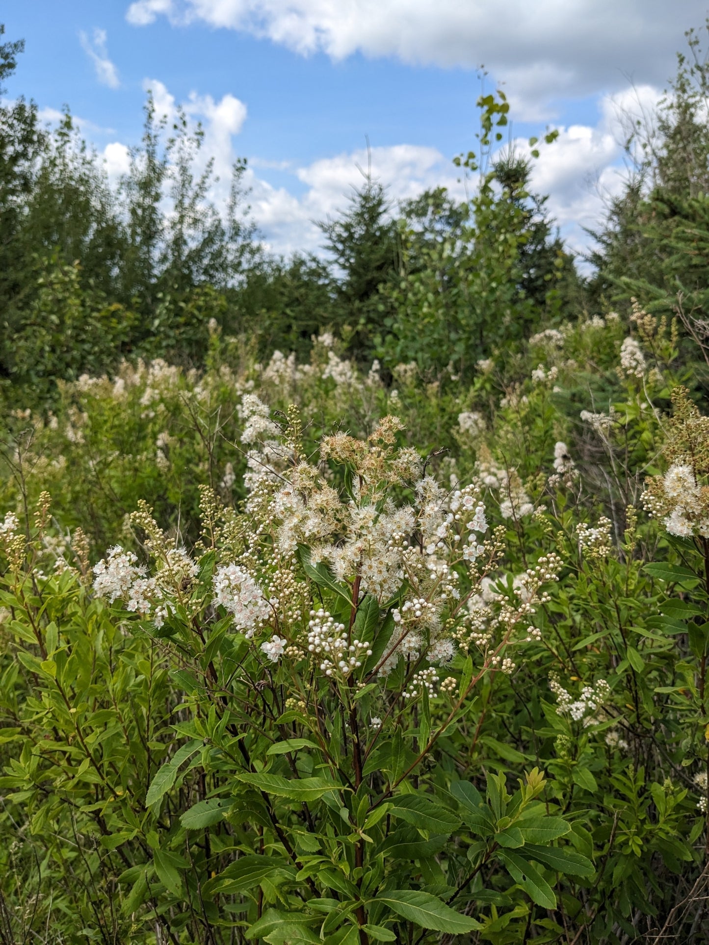 White / Narrowleaf Meadowsweet - Spirea alba
