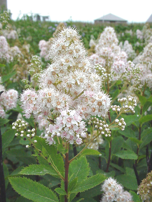 White / Narrowleaf Meadowsweet - Spirea alba