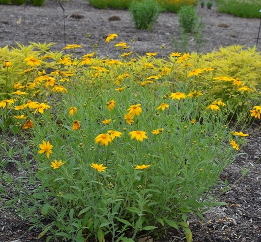 Star Tickseed - Coreopsis pubescens