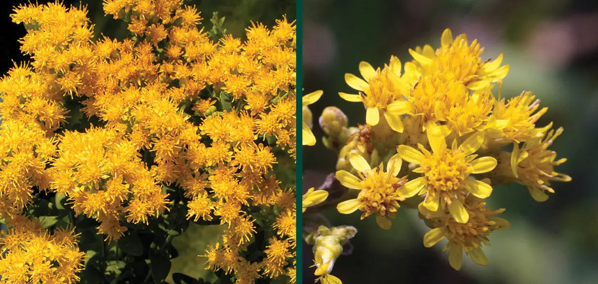 Stiff Goldenrod - Solidago rigida