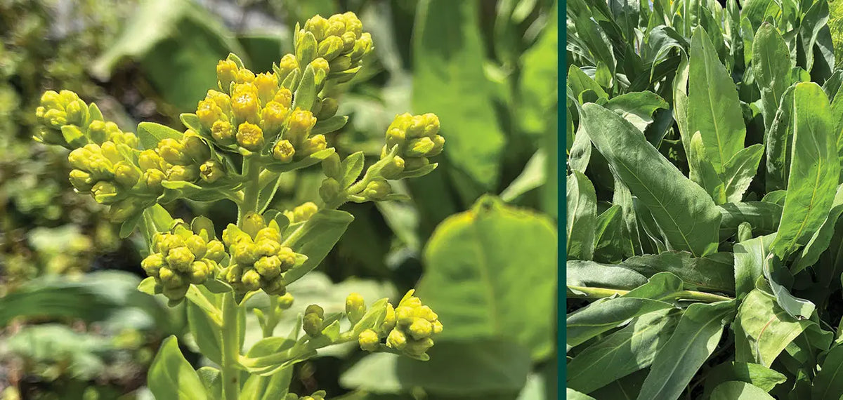 Stiff Goldenrod - Solidago rigida