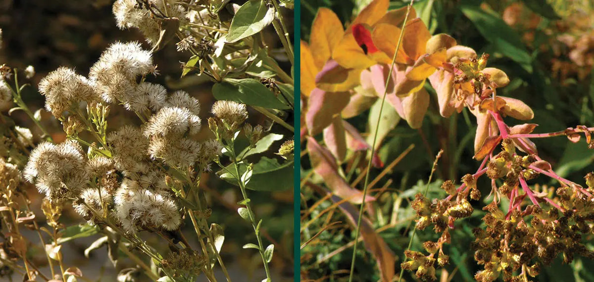 Stiff Goldenrod - Solidago rigida