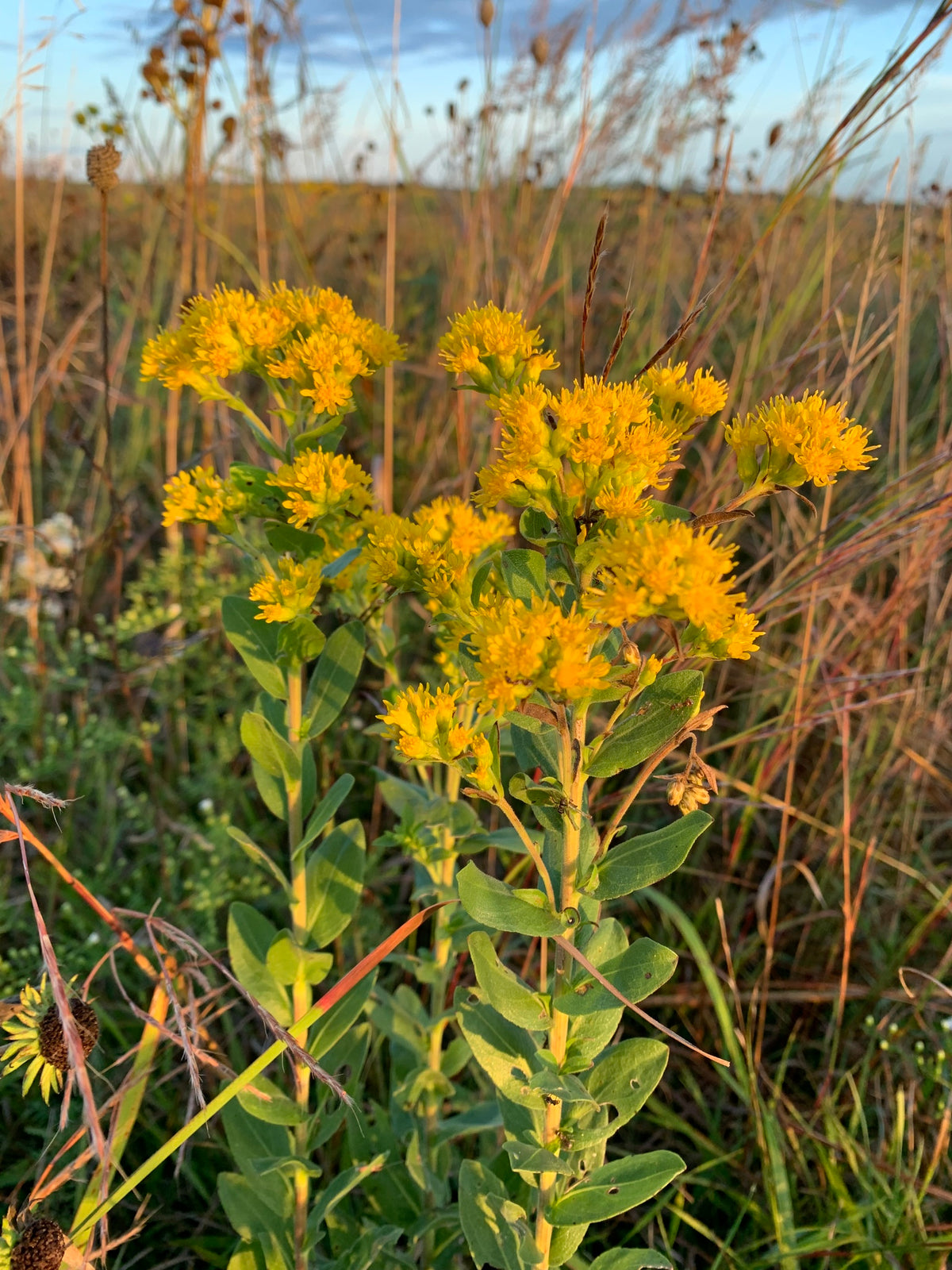 Stiff Goldenrod - Solidago rigida