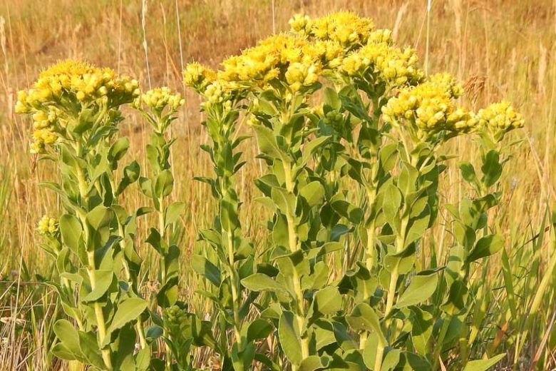 Stiff Goldenrod - Solidago rigida