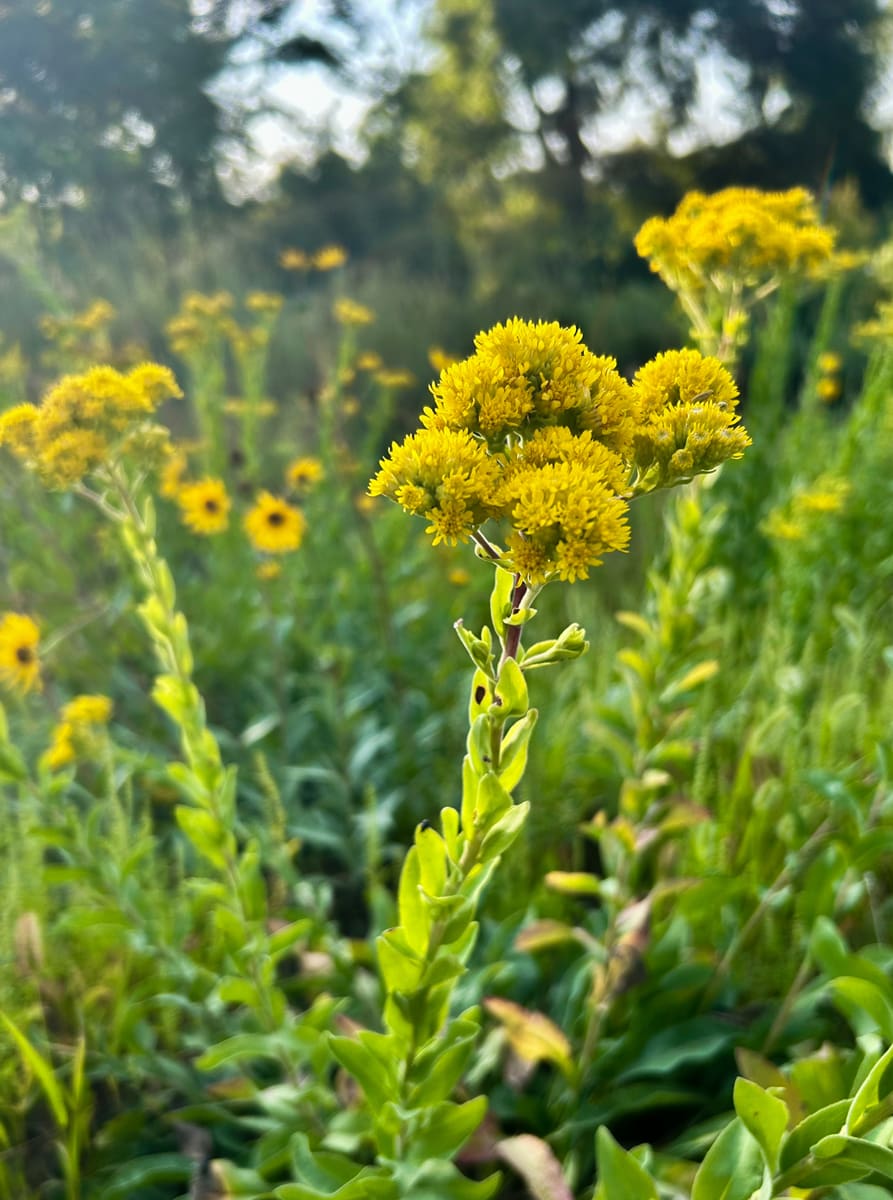 Stiff Goldenrod - Solidago rigida