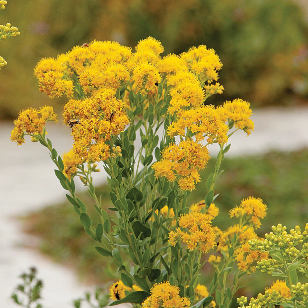 Stiff Goldenrod - Solidago rigida