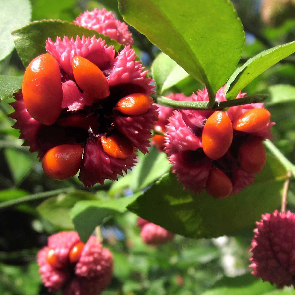 Hearts a Bustin’ / Strawberry Bush - Euonymus americanus
