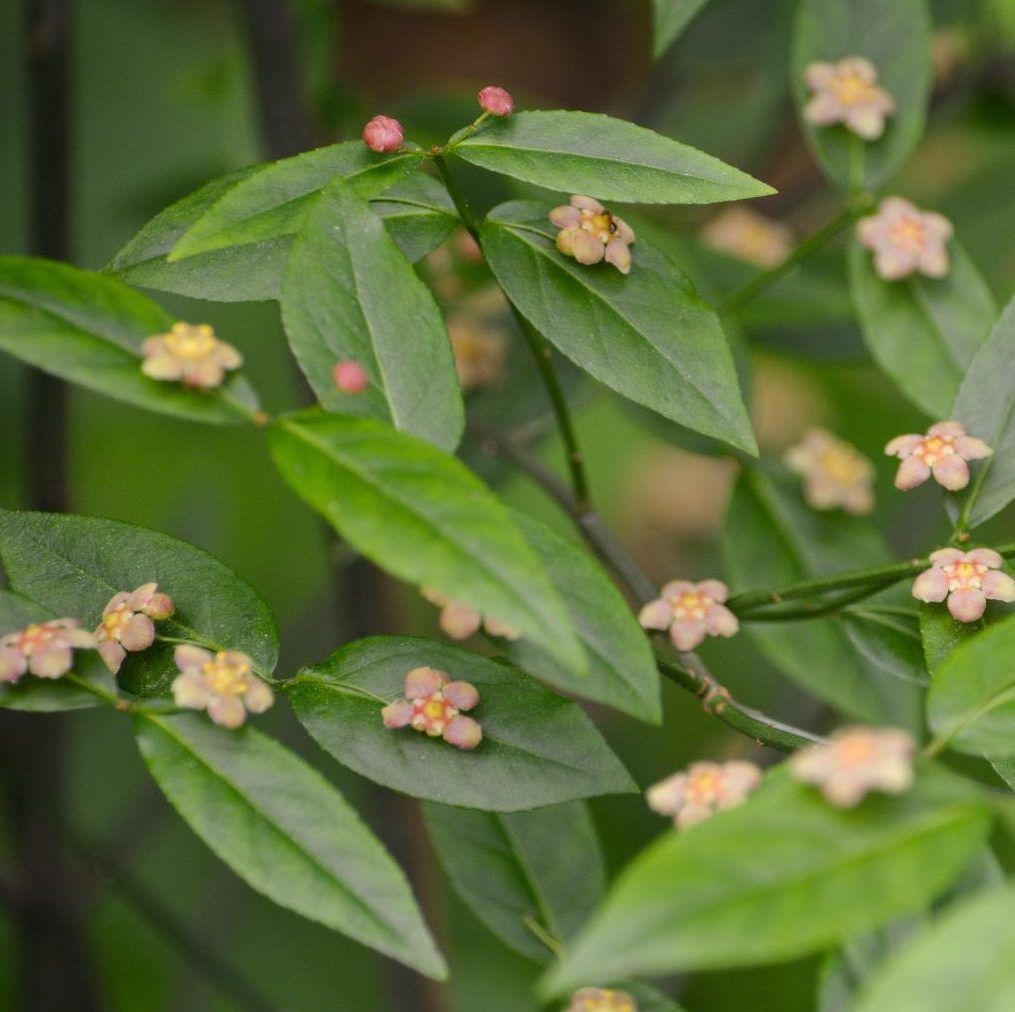 Hearts a Bustin’ / Strawberry Bush - Euonymus americanus