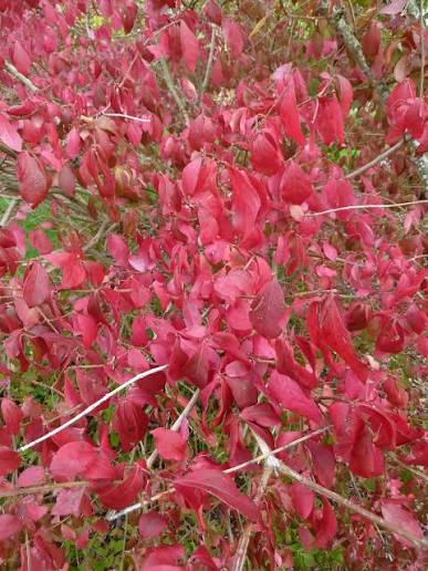 Hearts a Bustin’ / Strawberry Bush - Euonymus americanus